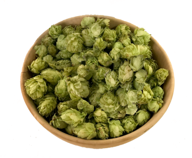 Luppolo Cascade e Nugget Bio in fiore e pellet T90